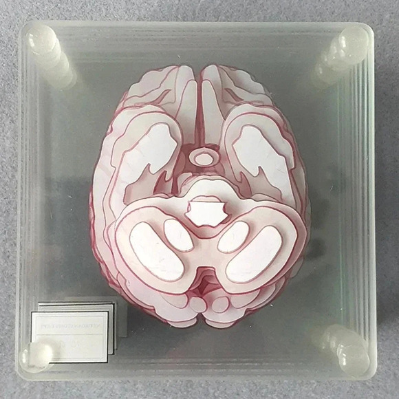 10 Brain specimen coasters - Picture 3 of 4